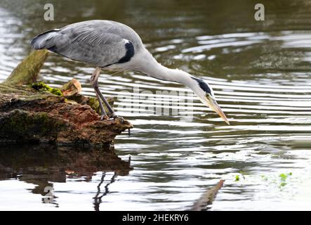 Close-up of a grey heron (Ardea cinerea) fishing in a pond, UK wetlands. Stock Photo