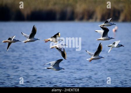 NidoAudouins gull is a species of Charadriiform bird in the Laridae family. Stock Photo