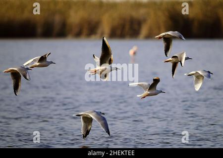 NidoAudouins gull is a species of Charadriiform bird in the Laridae family. Stock Photo