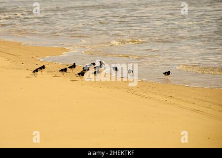 The Eurasian oystercatcher is a species of caradriform bird in the Haematopodidae family. Stock Photo