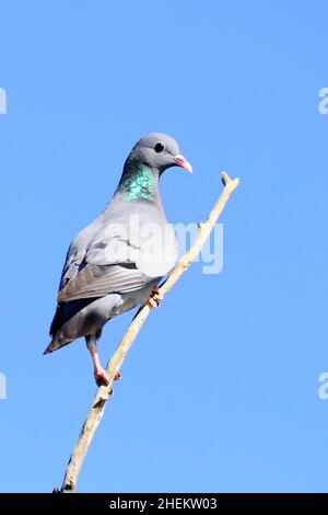The stock pigeon is a species of columbiform bird in the Columbidae family. Stock Photo
