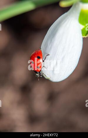 A red ladybug is crawling on a white snowdrop petal. Insects in nature close-up with selective focus. Stock Photo