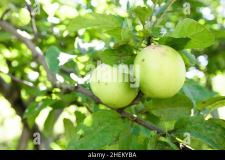 Ripe green organic apples on the branches in the garden ready to harvest on sunny autumn day Stock Photo