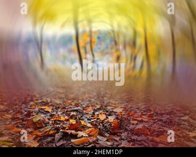 Wind blowing yellow leaves in autumn bright woods. Background with falling flying vivid leaves in forest. Stock Photo