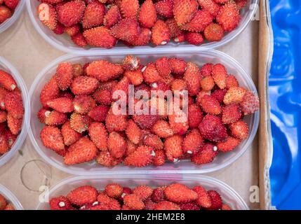 red small wild strawberries offered at the food market on open air Stock Photo