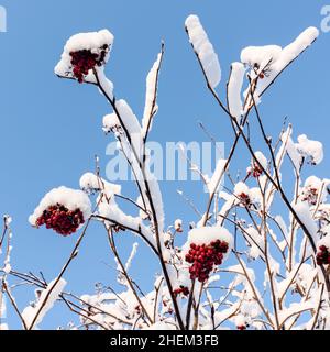 Snowy tree branches (european rowan, sorbus aucuparia, with fruit) Stock Photo