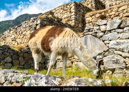 Llama at Machu Picchu in Peru Stock Photo