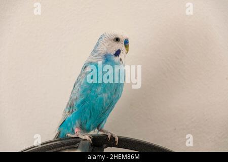 Blue male budgie in front of white wall Stock Photo