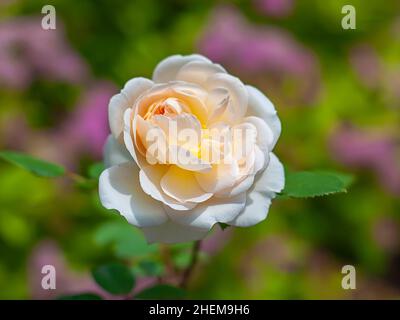 English variety Crocus Rose, delicate white flower with inner glow of petals, selective focus. Stock Photo