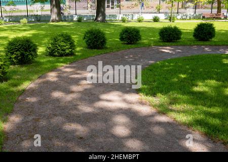 A row of thuja trees spherical thuja Danica shrubs in the city park Stock Photo