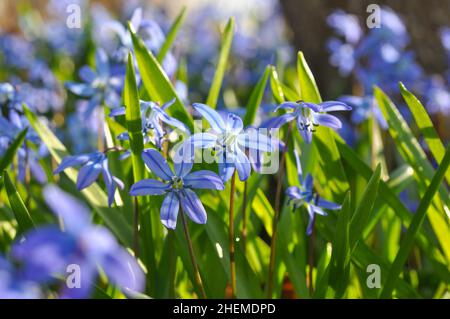 Wild Scilla (Scilloideae or squill) flower at forest. Blue flowers at forest closeup. First spring flowers. Stock Photo
