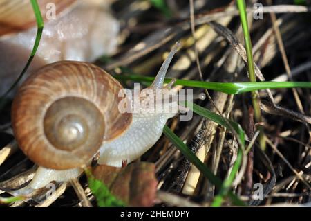Snails crawling on a grass. Closeup shot. Selective focus on a head. Snail in the grass closeup background. Macro photography. Stock Photo