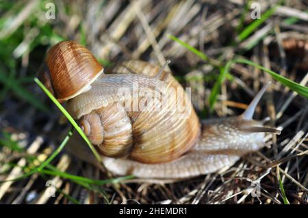 Snails crawling in the grass. Closeup shot. Selective focus on a small snail. Family of snails. Fun concept parent and kid walking on the nature Stock Photo