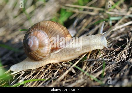 Snail crawl on a grass. Closeup shot. Selective focus on a head. Stock Photo