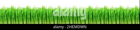 Seamless fresh spring green grass isolated on а white background. Green grass skinali. Stock Photo