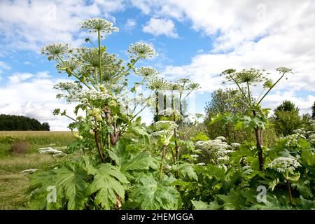 Lush Wild Giant Hogweed plant with blossom. Poisonous plant. Giant Hogweed (Heracleum mantegazzianum), phototoxic plant in the umbellifera family. Stock Photo