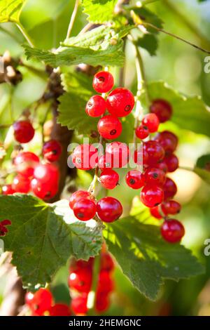 Macro shot of ripening red currant berries. High quality photo. Bunches of berries on a bush. Red ripe berries, close-up Stock Photo