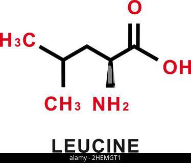 Leucine chemical formula. Leucine chemical molecular structure. Vector illustration Stock Vector