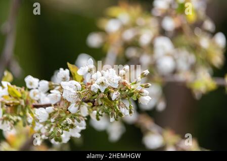 Blooming flower buds on cherry branches. The first flowers on fruit trees. Spring in the garden. Stock Photo