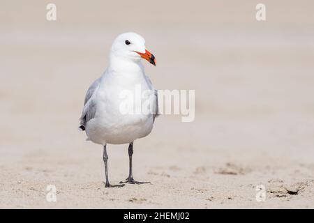 Audouin's Gull (Ichthyaetus or Larus audouinii) Stock Photo