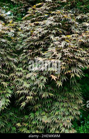 acer palmatum chitoseyama,acers,spring foliage,bronze green leaves,bronze green foliage,leaves,foliage,spring in the garden,ornamental,tree,trees,gard Stock Photo