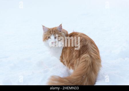 Male Norwegian Forest Cat sitting in the Snow Stock Photo