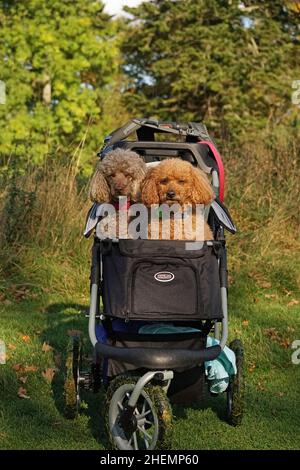 Strollers for shopping at Bicester Village with your pets