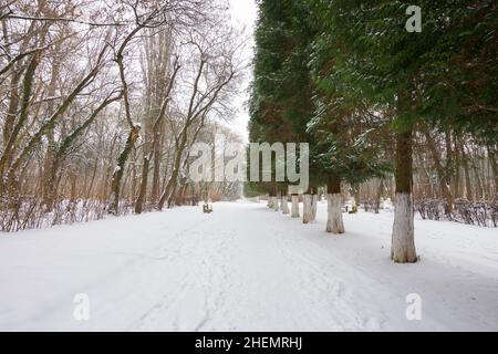 city park on a cloudy winter day. row of coniferous trees along the pathway Stock Photo