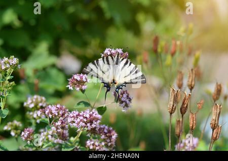 Large scarce swallowtail butterfly in its natural habitat. It is considered rare and endangered and is protected in some European countries. Stock Photo
