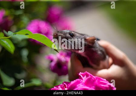 The hand holds the rat's view with close up Stock Photo