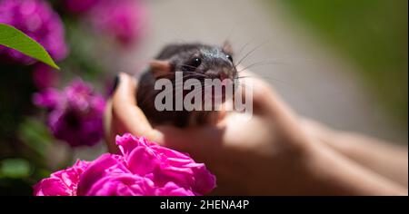 The hand holds the rat's view with close up Stock Photo