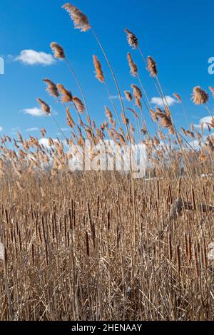 Harrison Twp., Michigan - Native cattails and other plants are being ...