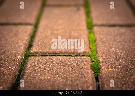 Moss. The park's stone path is covered in green moss. Stock Photo