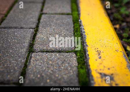 Moss. The park's stone path is covered in green moss. Stock Photo