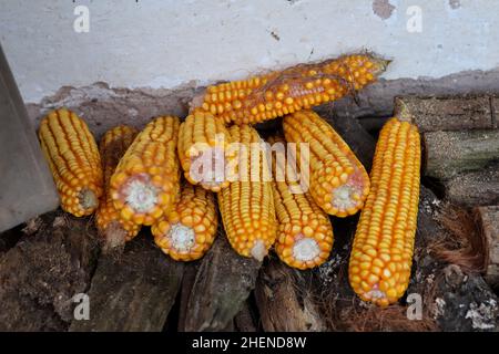 Domestic ripe corn cobs on a stump in the countryside. Harvesting and autumn concept. Close up, selective focus Stock Photo