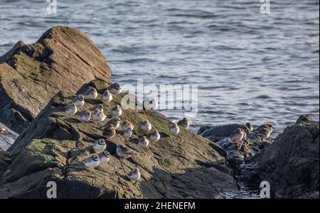 A flock of winter-plumaged waders / shorebirds at a high tide roost on a rock in Saltcoats Harbour. Mainly Dunlins and Ringed Plovers' some Purple San Stock Photo