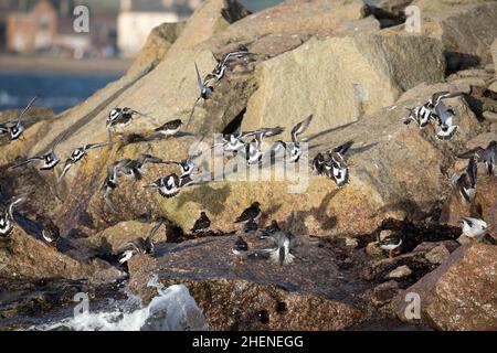 Flock of winter-plumage Ruddy Turnstones flying over towards their high tide roost on a rock as the tide covers the beach where they've been foraging. Stock Photo