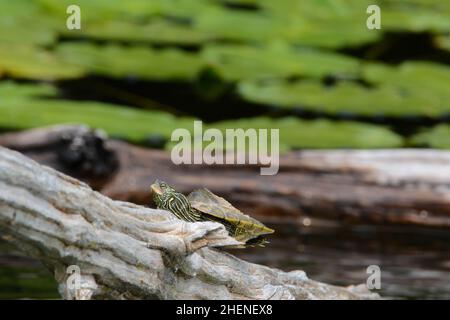 Northern Map Turtle (Graptemys geographica) from Leelanau County, Michigan, USA. Stock Photo