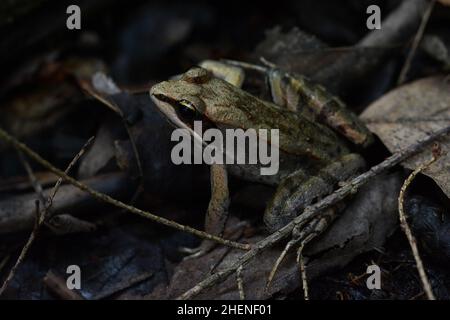 Wood Frog (Lithobates sylvaticus) from Leelanau County, Michigan, USA. Stock Photo
