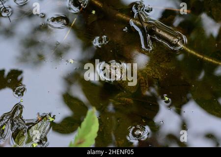 Northern Green Frog (Lithobates clamitans melanotus) from Leelanau County, Michigan, USA. Stock Photo