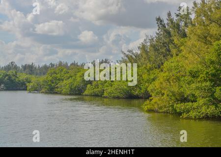 The Mangroves in Round Island Riverside Park on the Indian River at Vero Beach, Indian River County, Florida Stock Photo