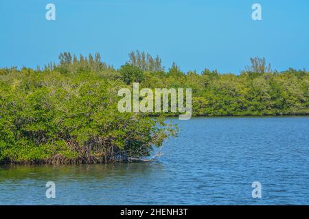 The Mangroves in Round Island Riverside Park on the Indian River at Vero Beach, Indian River County, Florida Stock Photo