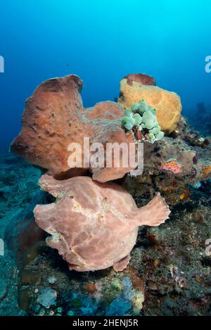A couple of Commerson's frogfish or the giant frogfish, Antennarius commerson, with open mouth and visible lure (illicium) sitting on the rock. Stock Photo