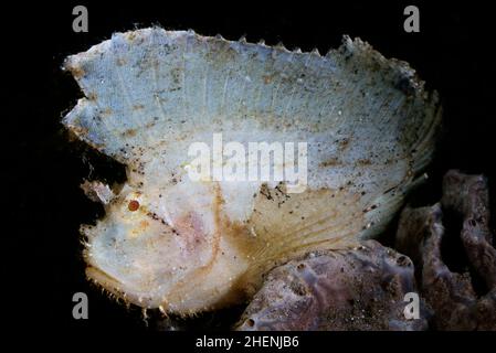 Taenianotus triacanthus, the leaf scorpionfish or paperfish, is a species of marine fish, the sole member of its genus, is sitting on the sponge. Stock Photo