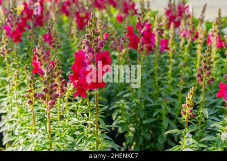 Snapdragon flowers in bloom. Antirrhinum flowers in pots close up Stock Photo