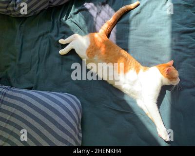 cat  napping under the sun bright Stock Photo