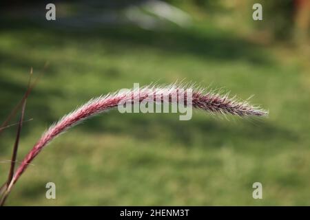 Hairy plant called purple fountain grass. Close up and selective focus. Stock Photo