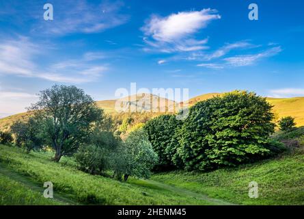 Bright green leaf covered trees,at angles on two opposing slopes at summertime,blue sky and white wispy clouds overhead,with Worcestershire Beacon bey Stock Photo