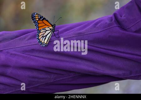 Monarch Butterfly, Danaus plexippus, overwintering in a Eucalyptus grove at Pismo Beach Monarch Butterfly Grove, California, USA Stock Photo