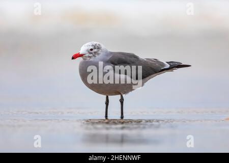 Heermann's Gull, Larus heermanni, on Pismo State Beach, California, USA Stock Photo